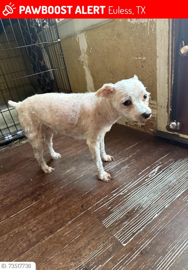 Lost Male Dog last seen Main Street, glade, Euless, TX 76039