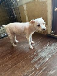 Lost Male Dog last seen Main Street, glade, Euless, TX 76039