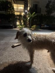 Found/Stray Male Dog last seen Near Santa Venetia St, Chula Vista, CA 91913