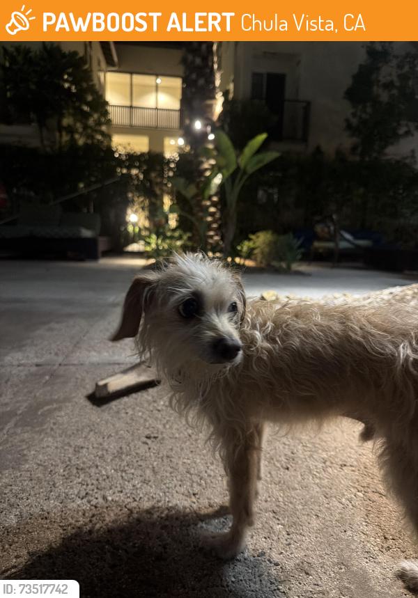 Found/Stray Male Dog last seen Near Santa Venetia St, Chula Vista, CA 91913