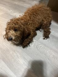 Reunited Female Dog last seen Beaver springs ln, Norcross, GA 30071