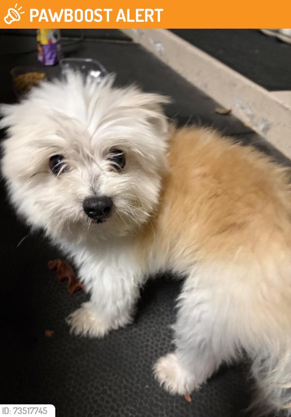 Found/Stray Male Dog last seen Millar and Garfield, Clinton Township, MI 48038