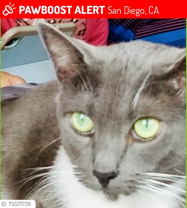 Lost Female Cat last seen Lloyd and Baker St. San Diego Ca 92117, San Diego, CA 92117