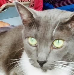 Lost Female Cat last seen Lloyd and Baker St. San Diego Ca 92117, San Diego, CA 92117