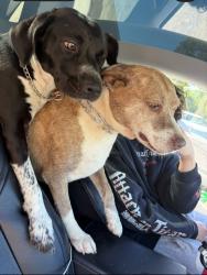Reunited Female Dog last seen Near rocky river road, Charlotte, NC 28213