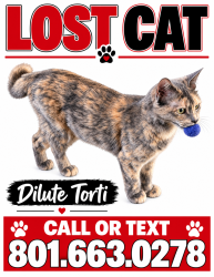 Reunited Female Cat last seen Near S 1300 E, South Ogden, UT 84403