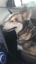 Reunited Female Dog last seen Geneva vineyard, Vineyard, UT 84058