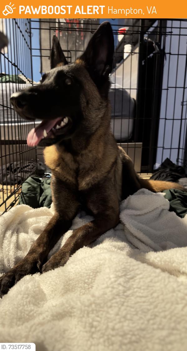 Found/Stray Female Dog last seen On the street, Hampton, VA 23664