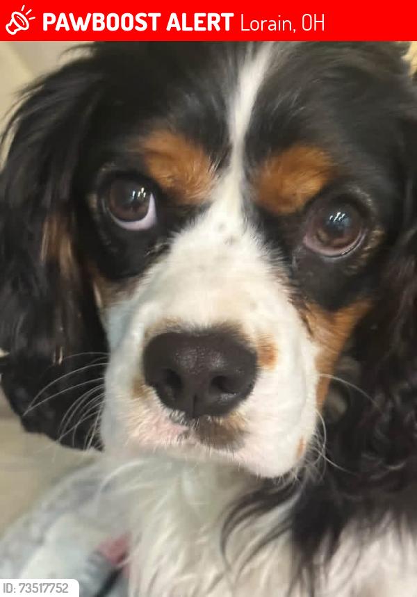 Lost Male Dog last seen Winter foe trail, Lorain, OH 44053
