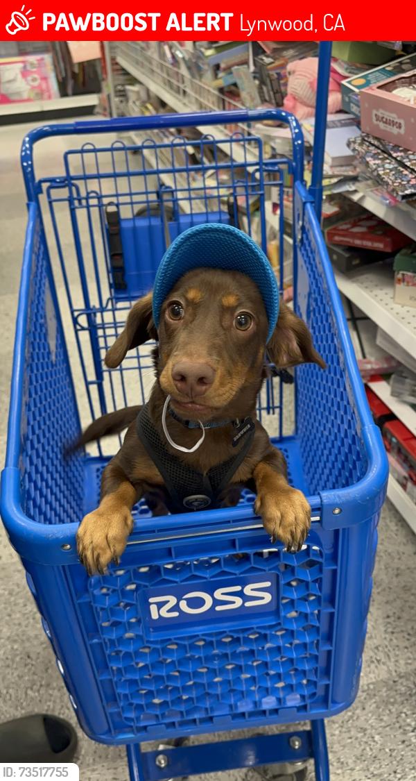Lost Male Dog last seen Thorson & Josephine, Lynwood, CA 90262