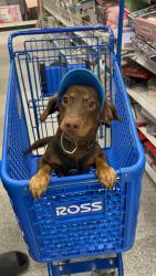 Lost Male Dog last seen Thorson & Josephine, Lynwood, CA 90262