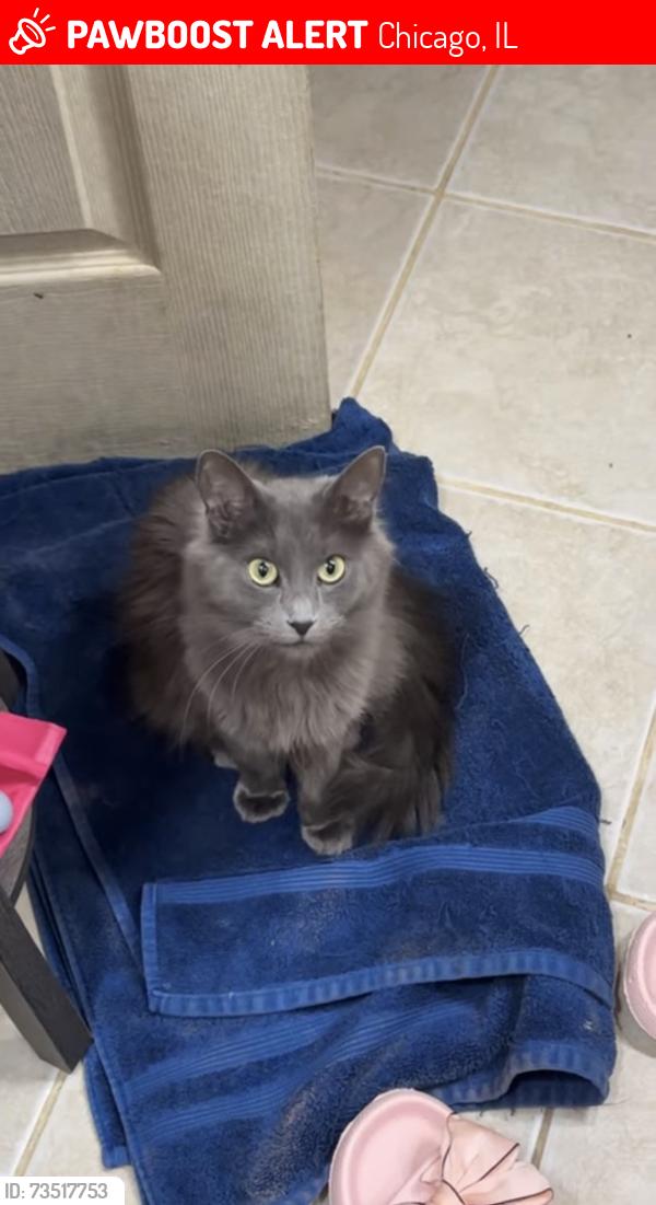Lost Female Cat last seen Near S Troy St Chicago IL 60629, Chicago, IL 60629