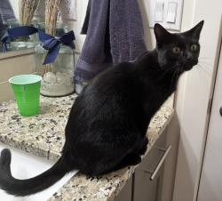 Reunited Female Cat last seen Trident Ave and McMillan, Meridian, ID 83646