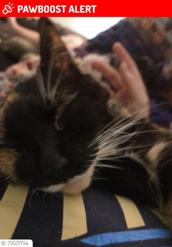 Lost Female Cat last seen Dill rd, Haverford Township, PA 19083