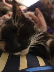Lost Female Cat last seen Dill rd, Haverford Township, PA 19083