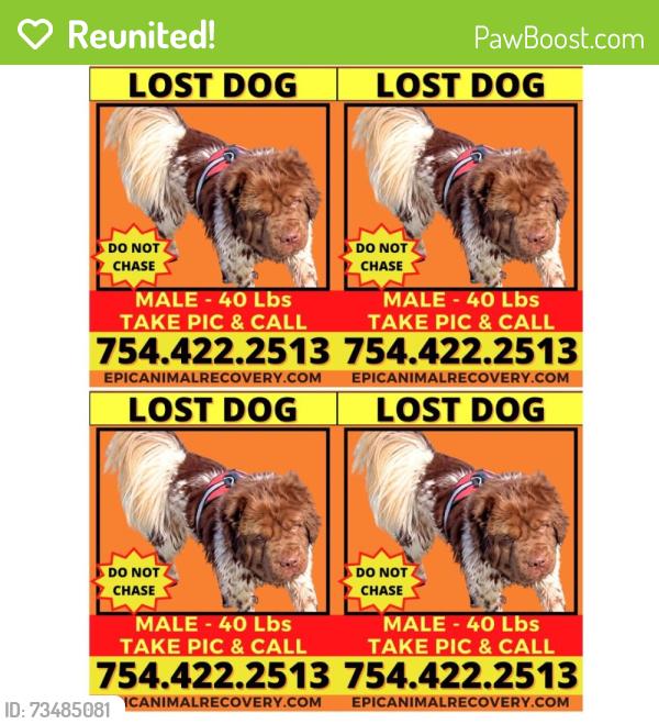 Reunited Male Dog last seen Whittemore/poverty br, Barnardsville, NC 28709