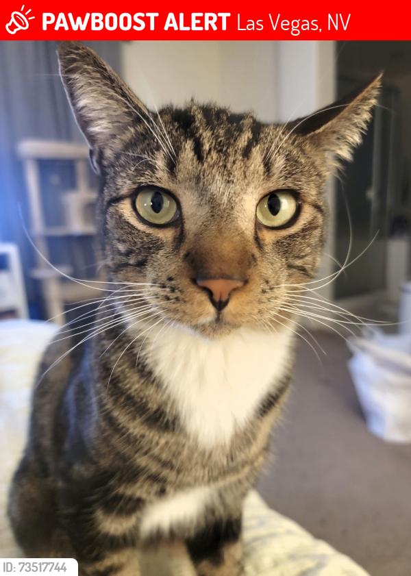 Lost Male Cat last seen Windmill/Buffalo, Las Vegas, NV 89113