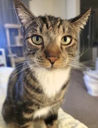 Lost Male Cat last seen Windmill/Buffalo, Las Vegas, NV 89113