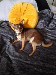 Lost Male Dog last seen Lawton Ave, Oakland, CA 94618