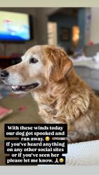 Lost Female Dog last seen Colima and Telegraph, Whittier, CA 90602