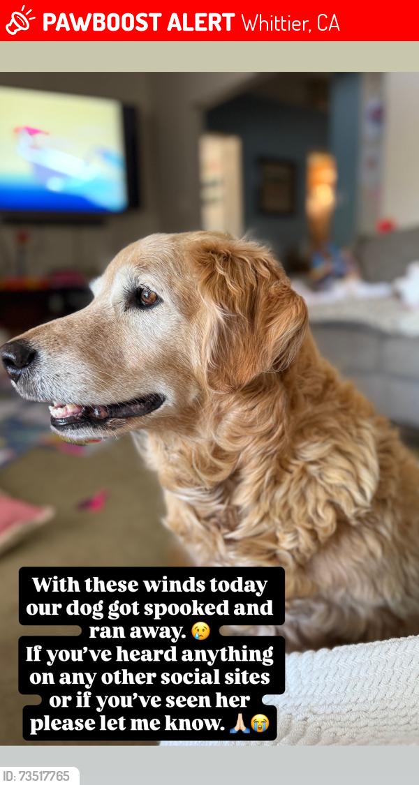 Lost Female Dog last seen Colima and Telegraph, Whittier, CA 90602