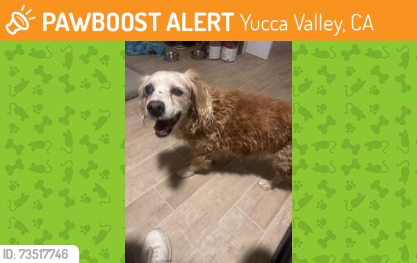 Found/Stray Female Dog last seen Balsa Ave and San Andreas, Yucca Valley, CA 92284