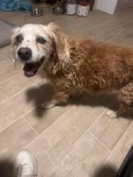 Found/Stray Female Dog last seen Balsa Ave and San Andreas, Yucca Valley, CA 92284