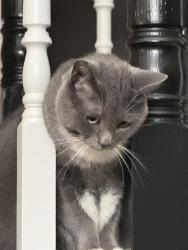 Reunited Male Cat last seen Sandringham Road, Calgary, AB T3K 3V8