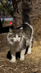 Found/Stray Unknown Cat last seen Near arlington st San Francisco, San Francisco, CA 94131