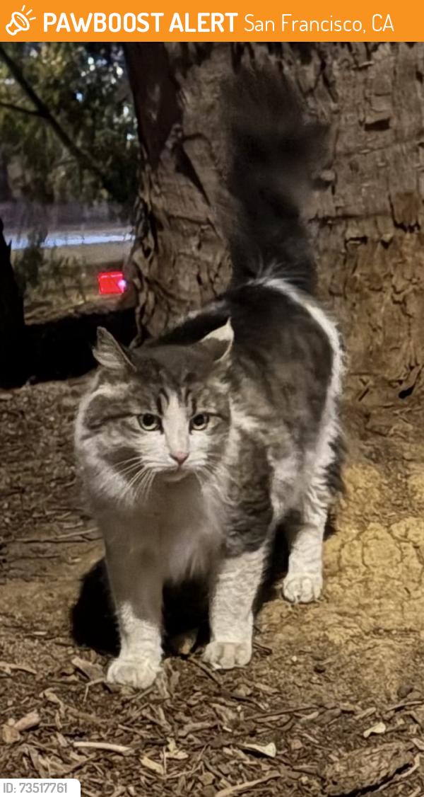 Found/Stray Unknown Cat last seen Near arlington st San Francisco, San Francisco, CA 94131