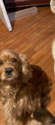 Reunited Male Dog last seen Near S Giddings St, Visalia, CA 93277, USA, Visalia, CA 93277