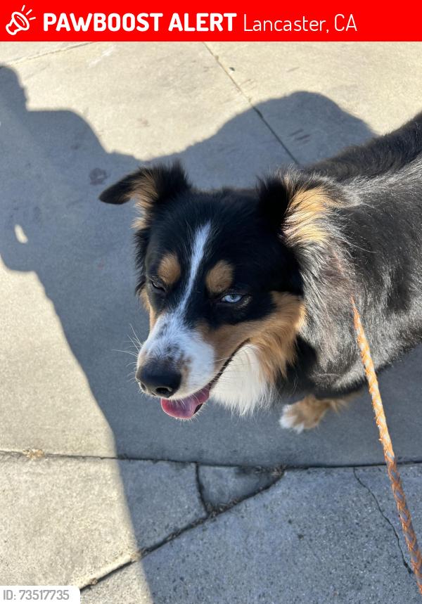 Lost Male Dog last seen W Avenue H12, Lancaster, CA 93534