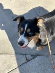 Lost Male Dog last seen W Avenue H12, Lancaster, CA 93534