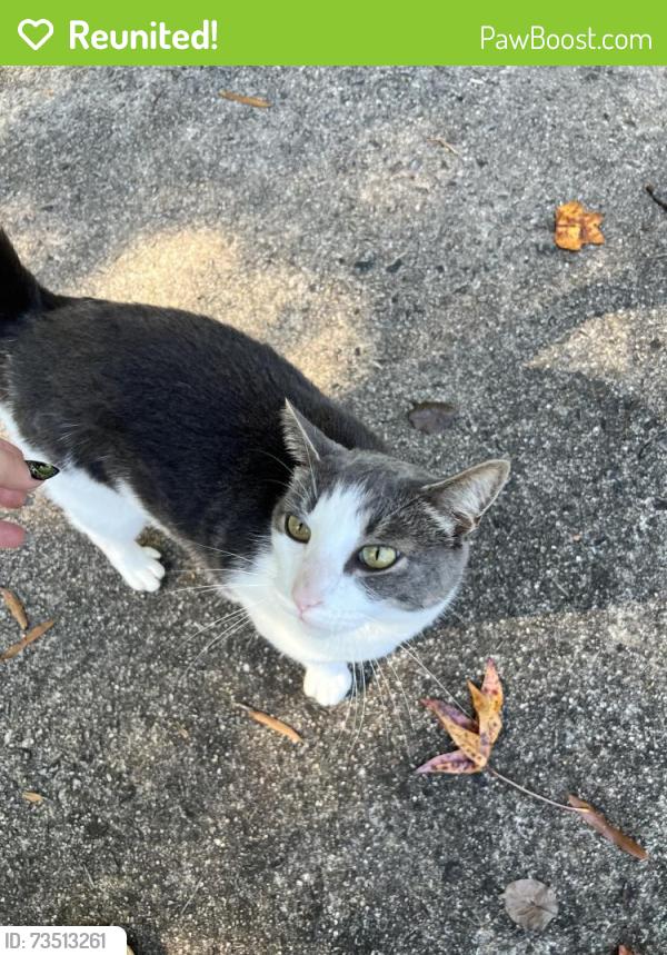 Reunited Unknown Cat last seen Mac Anderson Park, Statesville, NC 28677