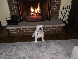 Reunited Male Dog last seen Shimer Ct, Napervilled, Naperville, IL 60565