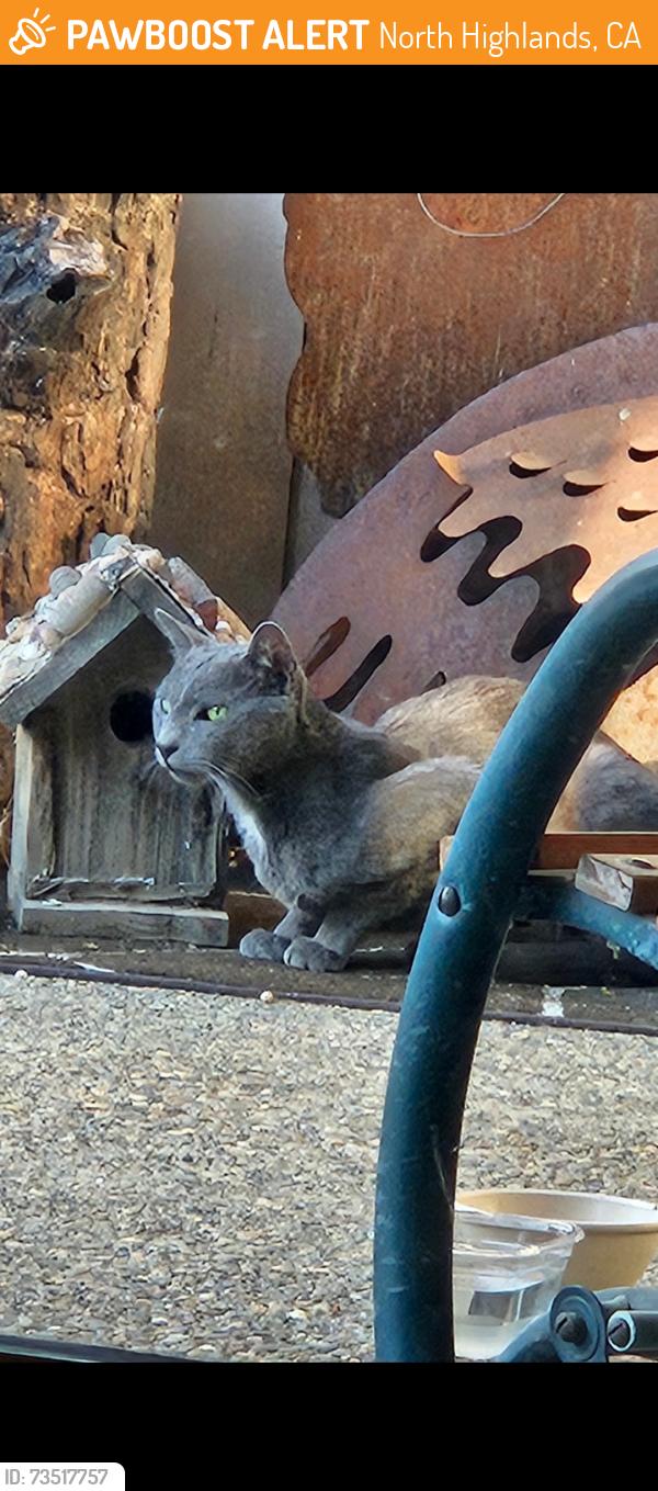 Found/Stray Male Cat last seen Damon and Holyoke, North Highlands, CA 95841