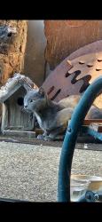 Found/Stray Male Cat last seen Damon and Holyoke, North Highlands, CA 95841