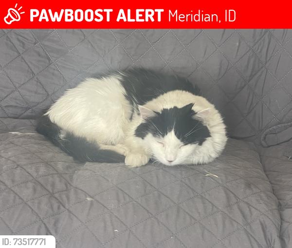 Lost Male Cat last seen Ustick and Meridian Idaho, Meridian, ID 83646