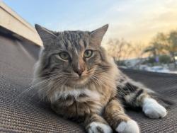 Lost Male Cat last seen Duffy/Mesa, Muscoy, CA 92407