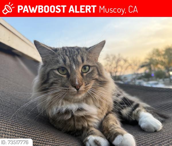 Lost Male Cat last seen Duffy/Mesa, Muscoy, CA 92407