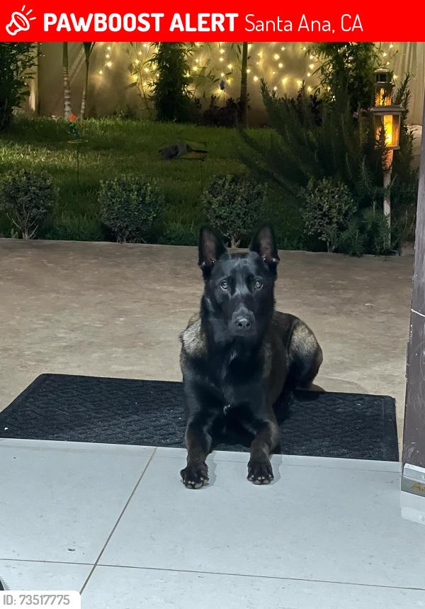 Lost Female Dog last seen Raitt and Santa Ana Blvd, Santa Ana, CA 92703