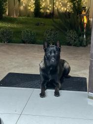 Lost Female Dog last seen Raitt and Santa Ana Blvd, Santa Ana, CA 92703
