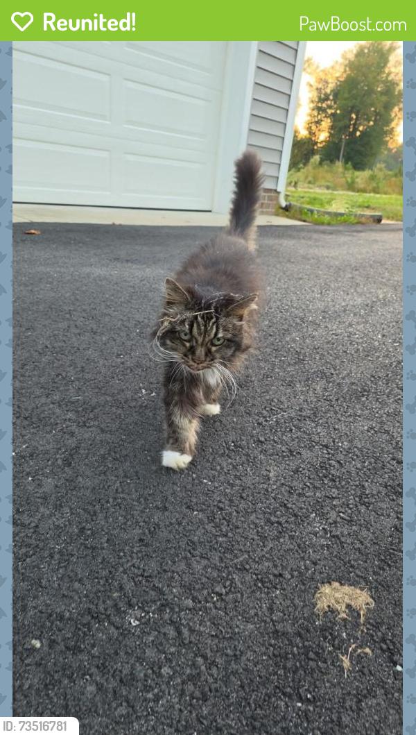 Reunited Unknown Cat last seen Scouts Rd, Quinton, VA 23141