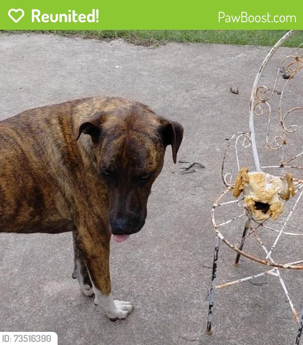 Reunited Female Dog last seen Clown Burgers, Fort Worth, TX 76117
