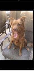 Reunited Female Dog last seen Rider, Perris, CA 92571