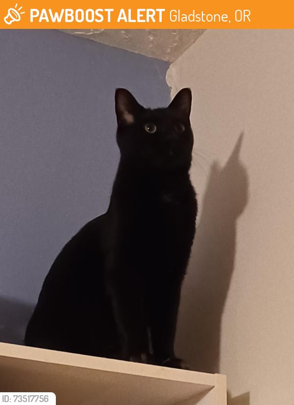 Found/Stray Unknown Cat last seen Bellevue & Berkeley, Gladstone, OR 97027