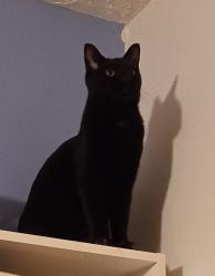 Found/Stray Unknown Cat last seen Bellevue & Berkeley, Gladstone, OR 97027