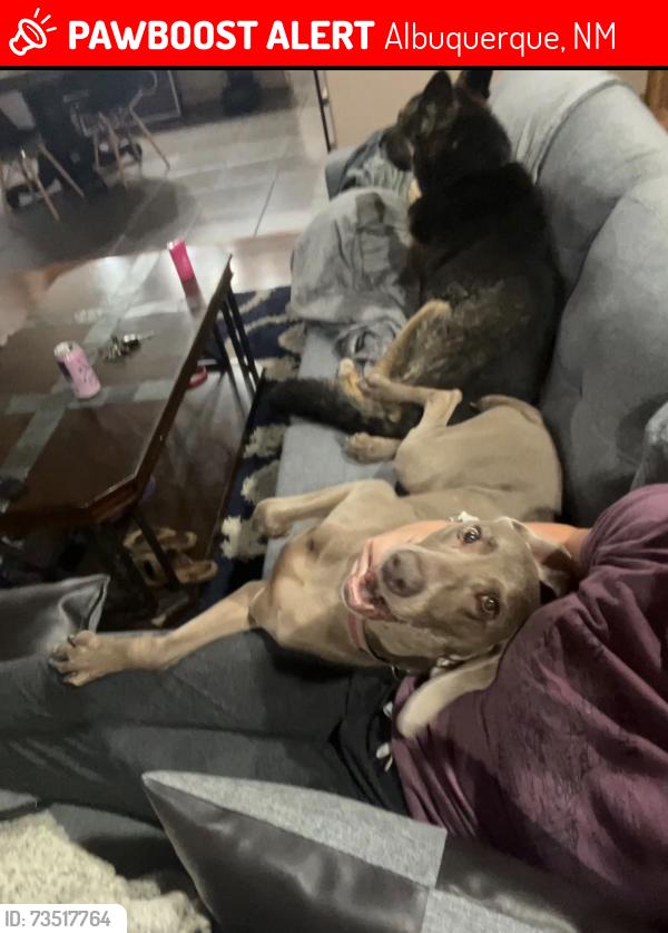 Lost Male Dog last seen Camino de Los Artesanos, Albuquerque, NM 87107