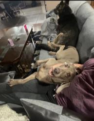 Lost Male Dog last seen Camino de Los Artesanos, Albuquerque, NM 87107