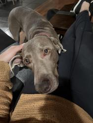 Reunited Female Dog last seen Rio grande, Albuquerque, NM 87107